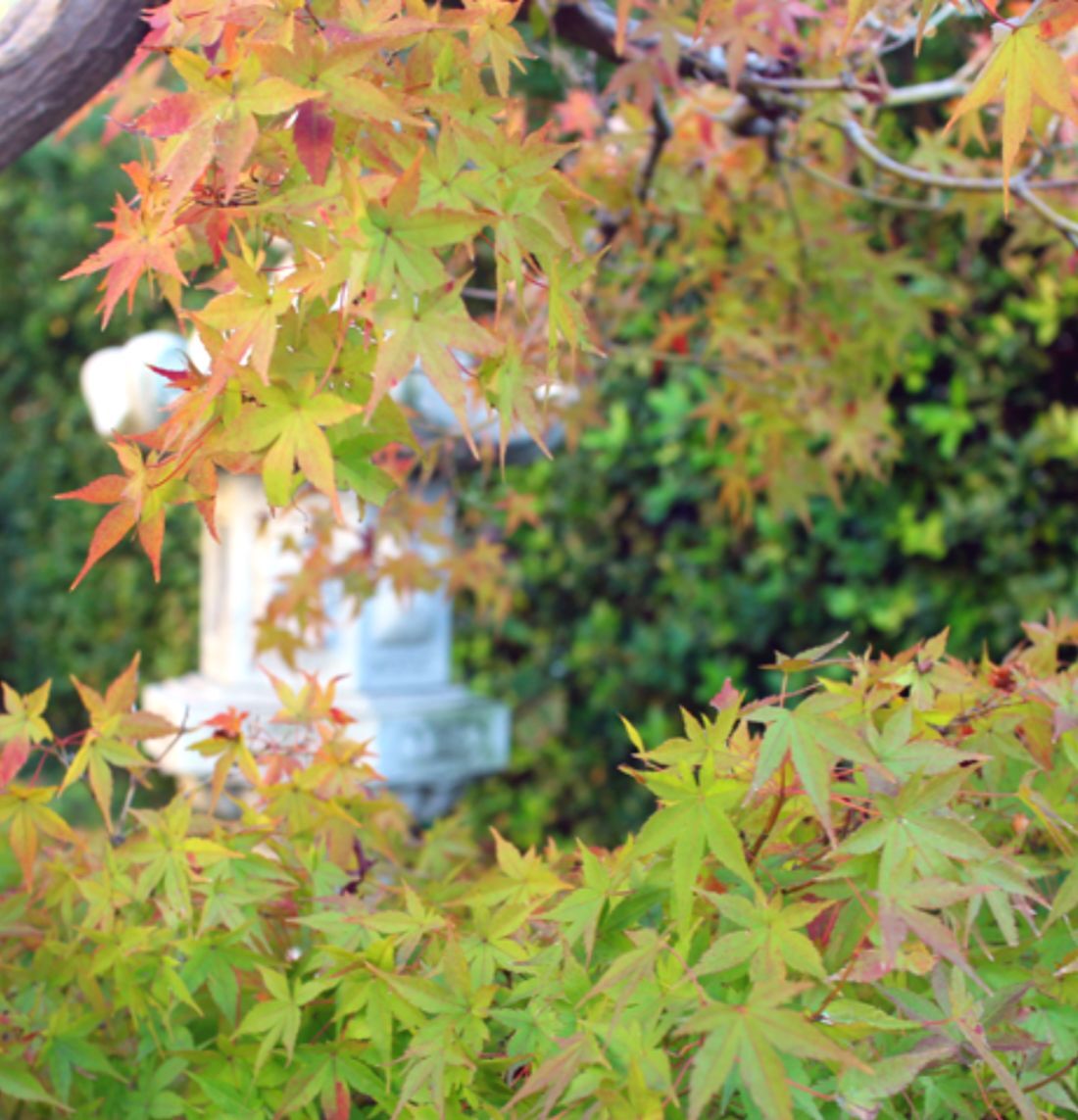 紅葉おしらせページへリンク